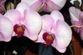 Phalaenopsis hybrid white with purple lip Royalty Free Stock Photo