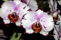 Phalaenopsis Hybrid white with purple patches red lip Royalty Free Stock Photo