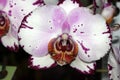 Phalaenopsis Hybrid white with purple patches red lip Royalty Free Stock Photo