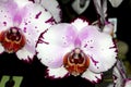 Phalaenopsis Hybrid white with purple patches red lip Royalty Free Stock Photo