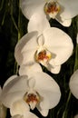 Phalaenopsis Hybride