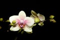 Phalaenopsis Hybride orchid