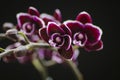 Dark purple orchid on black background Royalty Free Stock Photo