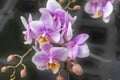 Phalaenopsis kolibri. Close up of gentle light purple color flowers. Decoration plant for home