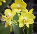 Phalaenopsis Kolibri Uruguay, an exotic flower with yellow blossoms. Close up