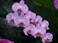 Light Pink And Dark Pink Phalaenopsis In Bloom