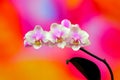 Phalaenopsis mini orchids against vibrant gradient background Royalty Free Stock Photo