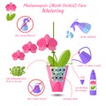 Phalaenopsis moth orchid care flat vector style isolated on white background Royalty Free Stock Photo