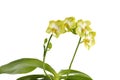 Phalaenopsis, Moth Orchid 'Jadegreen Sweet' Royalty Free Stock Photo