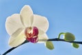 Phalaenopsis. Moth Orchid with blue background. Royalty Free Stock Photo