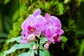 Phalaenopsis moth shaped orchids. Pink striped petals; ferns and green leaves in background. Hilo, Hawaii. Royalty Free Stock Photo