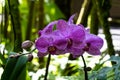 Phalaenopsis moth shaped orchids. Purple striped petals; ferns and green leaves in background. Hilo, Hawaii. Royalty Free Stock Photo