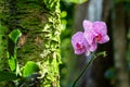 Phalaenopsis moth shaped orchids. White petals with pink speckles; Tree with moss, green plants in background. Hilo, Hawaii. Royalty Free Stock Photo