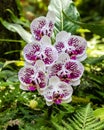 Phalaenopsis moth shaped orchids. White and purple petals; ferns and green leaves in background. Hilo, Hawaii. Royalty Free Stock Photo