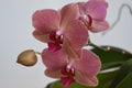 Simly beautiful pink orchid on gray background Royalty Free Stock Photo