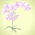 Phalaenopsis orchid