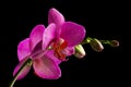 Phalaenopsis Orchid Royalty Free Stock Photo