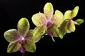 Phalaenopsis Orchid Royalty Free Stock Photo