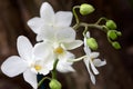 Phalaenopsis Orchid