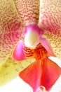 Phalaenopsis Orchid