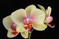 Phalaenopsis Orchid