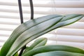Fresh Green Beauty: Phalaenopsis Orchid Leaves in a Home Setting