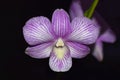 Phalaenopsis orchid blooming in Okinawa. Royalty Free Stock Photo