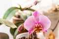 Phalaenopsis Orchid blooming with a spotted flower