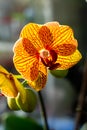 Phalaenopsis orchid flowers Royalty Free Stock Photo