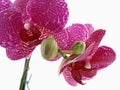 Phalaenopsis Orchid Blossom