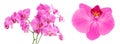 Phalaenopsis orchid branch isolated on white background Royalty Free Stock Photo