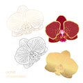 Phalaenopsis orchid flower head isolated design element set collection. Realistic contour line drawing.