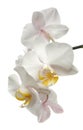 Phalaenopsis orchid flower isolated on white