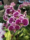 Phalaenopsis orchid flower. Royalty Free Stock Photo