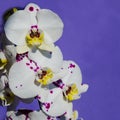 Phalaenopsis orchid flower on purple background