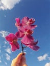 Blooming orchid branch on blue background