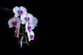 Phalaenopsis orchid flowers on a black background Royalty Free Stock Photo