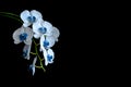 Phalaenopsis orchid flowers in blue tones on a black background Royalty Free Stock Photo