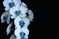 Phalaenopsis orchid flowers in blue tones on a black background Royalty Free Stock Photo