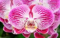 Phalaenopsis orchid hybrids. Beautiful close up pink orchid blooming in garden Royalty Free Stock Photo