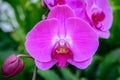 Phalaenopsis orchid hybrids. Beautiful close up pink orchid blooming in garden Royalty Free Stock Photo