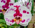 Phalaenopsis orchid hybrids. Beautiful close up white and pink o Royalty Free Stock Photo