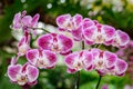 Phalaenopsis orchid hybrids. Beautiful pink orchid blooming in g Royalty Free Stock Photo