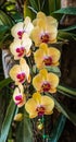 Phalaenopsis orchid hybrids. Beautiful yellow orchid blooming in