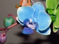 Phalaenopsis orchid of many colors Royalty Free Stock Photo