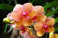 Phalaenopsis orchid with orange flowers growing in the garden of Tenerife,Canary Islands,Spain.Tropical plants. Royalty Free Stock Photo