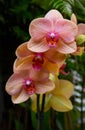 Phalaenopsis orchid with orange flowers growing in the garden of Tenerife,Canary Islands,Spain.Tropical plants, Royalty Free Stock Photo