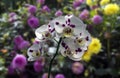 Phalaenopsis orchid blur various flawers background white leaf blossoms yellow green stem