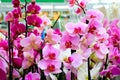 Phalaenopsis Orchid pink flowers in the store. Many flowering plants, nature floral background. Beautiful flowers at greenhouse. Royalty Free Stock Photo