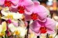 Phalaenopsis Orchid pink flowers in the store. Potted orchidea. Many flowering plants, nature floral background. Beautiful flowers Royalty Free Stock Photo